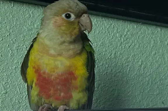 Lost and found pets Littleton, photo: Lost bird, South Garrison Way, Littleton - responds to 'mango'