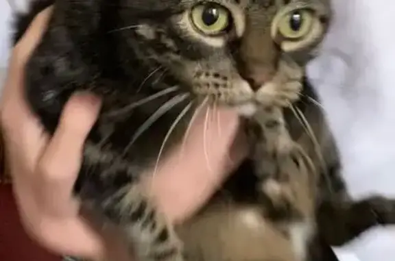 Lost female cat, Maida Vale Circle, Powell - dark colored with stripes - photo