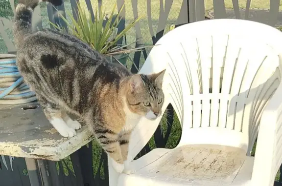 Chat perdu, Curgy, photo: Chat perdu, Boucle de Nanteuil, 15, Curgy - pattes blanches