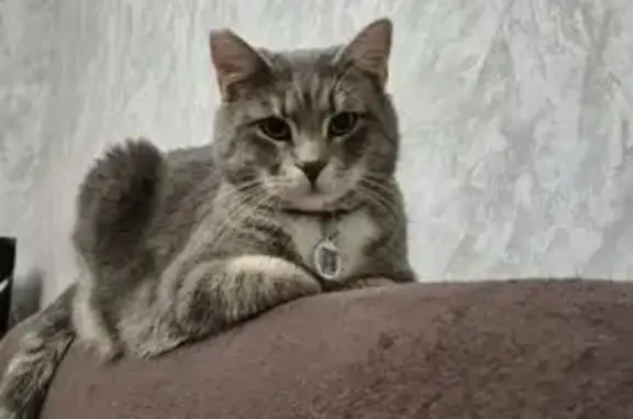 Зникла кішка, вулиця Євгена Коновальця, 1, Луцьк - сірий табі з чорним нашийником - photo