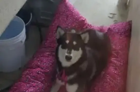 Perdido perro, Marte, 245, Celaya - husky blanca y negra - photo