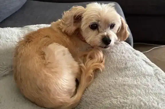 Lost pets Stanhope Gardens, photo: Lost dog, Kabarli Road, 16, Blacktown, Stanhope Gardens - female Maltese