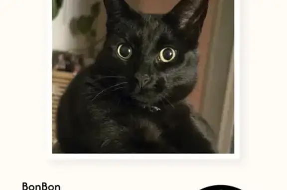 Lost cat, C142, 32, Central Coast, Ulverstone - male with blue collar - photo