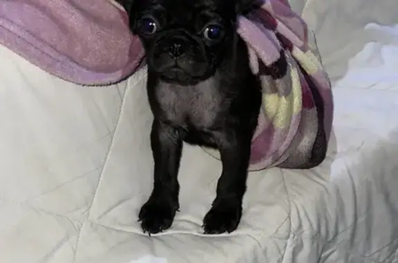 Perro perdido, Calle 21, 1155, Chelem, Progreso - pug negra - photo