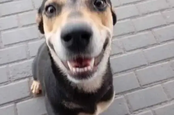 Cachorro encontrado Fêmea (brf...