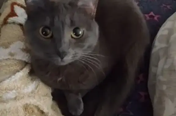 Кішка сірого кольору, очі ярко-жовті. Дуже гарна, шерсть коротка та густа. Кішка випадково випала з вікна і злякана втекла. Може бути травмована або сильно налякана, тому, швидше за все, ховається у найближчому доступному місці. Має невелику червонувату плямку на хвості.