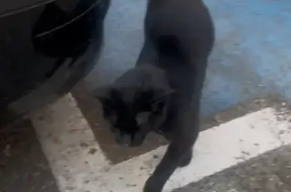 Animaux trouvés Toulon, photo: Chat trouvé, Avenue Général Nogues, 49, Toulon - femelle noire très câline