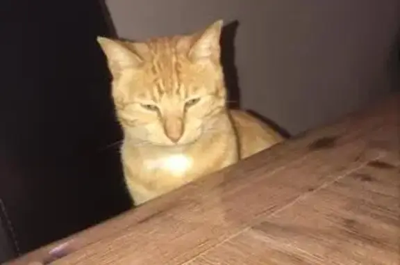 Lost pets Georges River Council, photo: Lost male cat, Sunshine Parade, Georges River Council