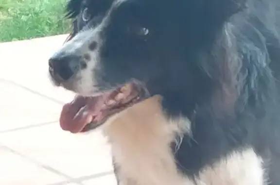 Animaux perdus Arès, photo: Chien perdu, Avenue Jules Ferry, Lège-Cap-Ferret - Border collie noir et blanc