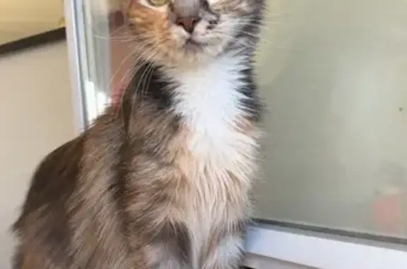 Animaux perdus Paris, photo: Chat perdu, Rue de la Poste, Saint-Yorre - femelle Xena