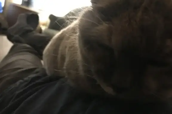Chat perdu, Avenue de l'Omnibus, Nantes - 18 ans, très gentille - photo