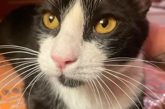 Encontrado gato, Rúa da Angust...