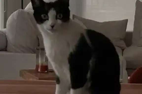 Gatos perdidos, Torrelavega, foto: Perdido gato, Barrio Puente Viesgo, 61A, Torrelavega - negra y blanca, asustadiza