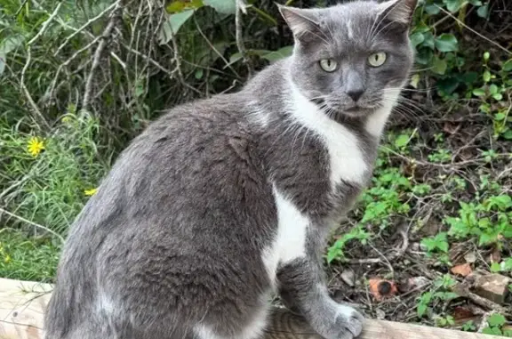 Chat perdu, Saint-Estève, photo: Chat perdu, Rue Saint-Michel de Cuxa, Saint-Estève - matou gris avec tache blanche