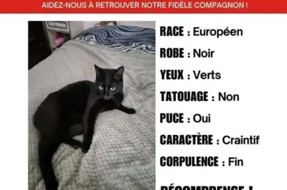 Chat perdu, Toulouse, photo: Chat perdu, Rue de Valcros, Aix-en-Provence - noir aux yeux verts