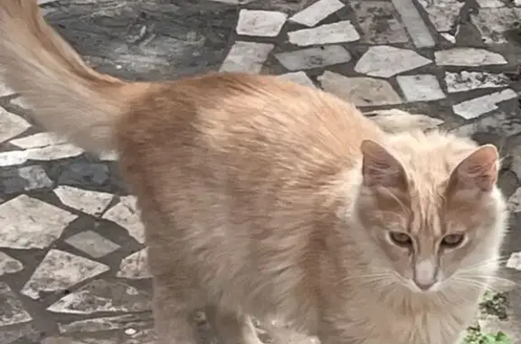Perdido gato macho, Calle el Guerra, 83B, Granada - pelo largo y cola hermosa - photo