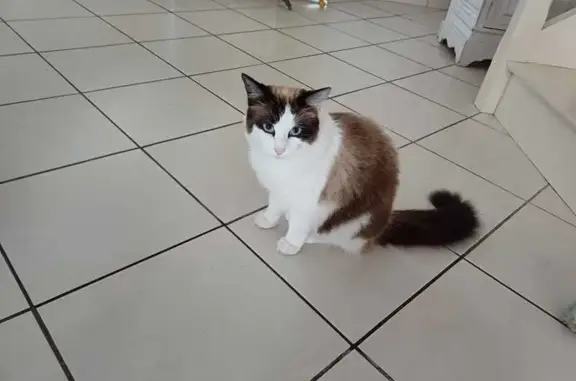 Chat perdu, Paris, photo: Chat perdu, Allée de la Tourelle, Nantes - Ragdoll nommé Milly