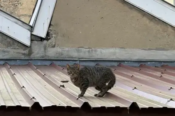 Animaux trouvés Lyon, photo: Chat trouvé, Avenue Félix Faure, Lyon