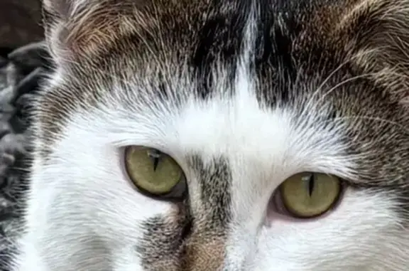 Animaux perdus Sin-le-Noble, photo: Chat perdu, Sin-le-Noble - mâle très craintif