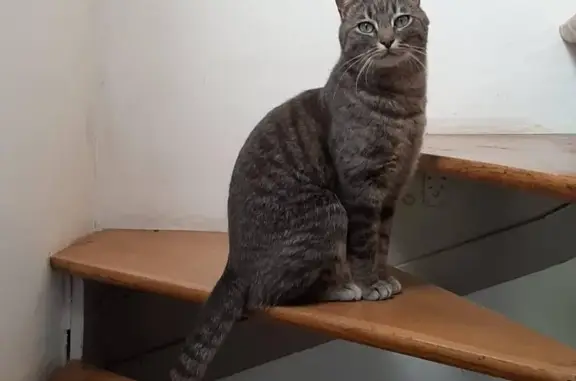 Chat perdu, Bourg-la-Reine, photo: Chat perdu, Rue Pierre Loti, Bourg-la-Reine - tigré gris