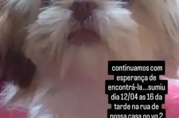 Cachorro perdido Fêmea (brl002663) - photo