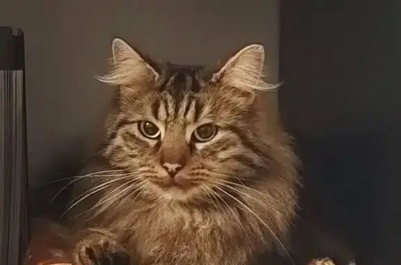 Chat perdu mâle, Villeneuve-d'Ascq, Strasbourg - type sibérien - photo
