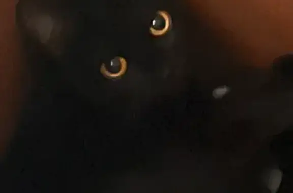 Lost cat, Pennsylvania Avenue, Augusta - black male with orange collar - photo