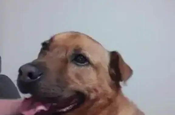 Lost female dog, Rockleigh, Adelaide - responds to Jessie - photo