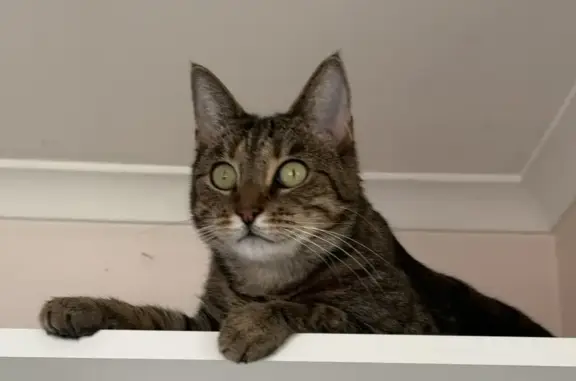 Lost female cat, Moana, McLaren Vale - tabby with black stripes - photo