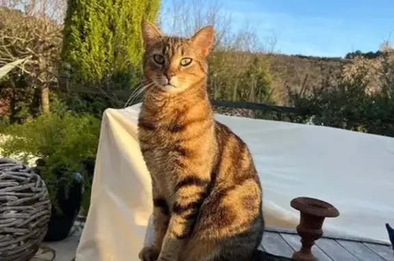 Animaux perdus Montpellier, photo: Chat perdu, Saint-Victor-des-Oules, Montpellier - Orion tigré
