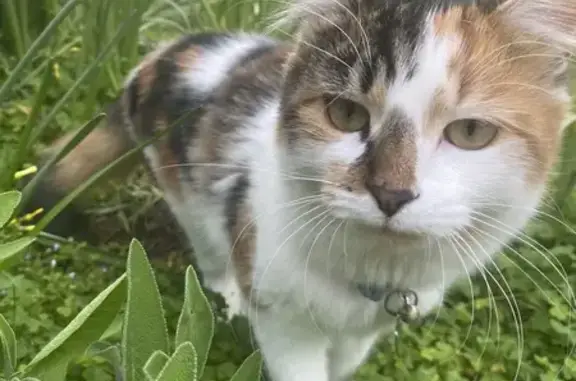 Lost pets Nillumbik, photo: Lost cat, Charlotte Road, 15, City of Whittlesea, Nillumbik - female, white, orange and brown