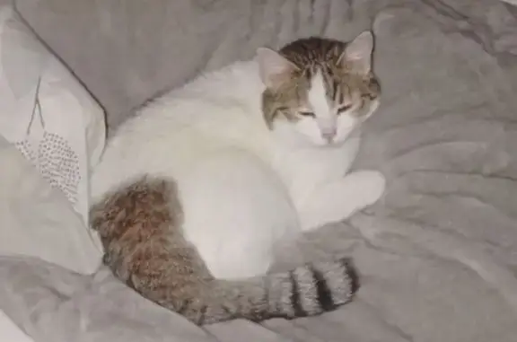 Animaux perdus Lyon, photo: Chat perdu, Pierrelatte, Lyon - femelle blanche avec tâches marron