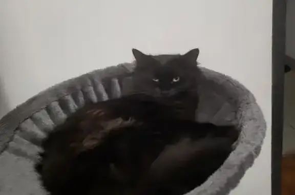 Chat perdu, Chemin Laurent, 10, Hardricourt - femelle noire au poil long - photo