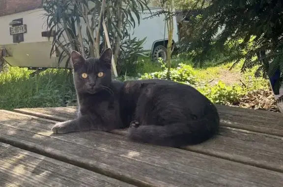 Chat perdu, Rue d'Antran, Châtellerault - femelle grise - photo
