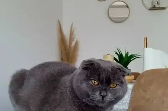 Chat perdu, Paris, photo: Chat perdu, Rue de France, Nice - MIAZOU, gris, petit gabarit