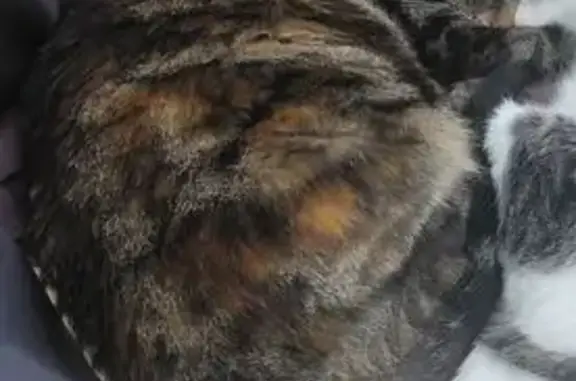 Animaux perdus Paris, photo: Chat perdu, Rue de Troarn, Escoville - chatte tigrée noir et grise