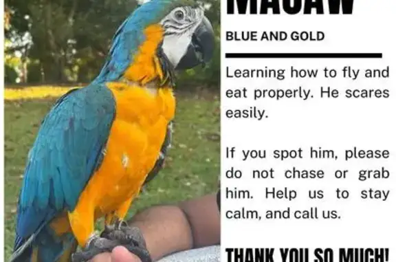 Lost bird, Bedok North Avenue 2, Singapore - male with leg rings - photo