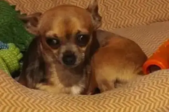 Chien perdu, Le Bouchard, 71, Moulon - femelle chihuahua - photo