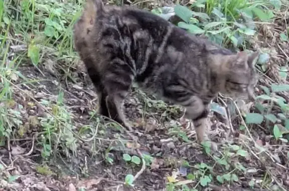 Animaux trouvés Angers, photo: Chat trouvé, Angers, Pays de la Loire - jeune chatte tigrée grise