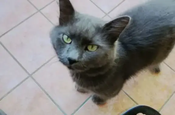 Lost cat, Station Road, Brisbane - grey, fluffy long hair - photo