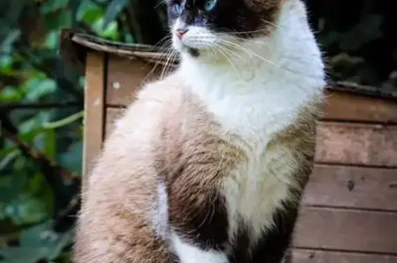Animaux perdus Jarrie, photo: Chat perdu, Rue Henri Barbusse, Jarrie - crème noir
