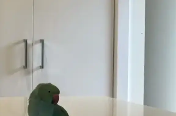 Lost pets Strathfield, photo: Lost bird, Patterson Street, City of Whittlesea - female parrot