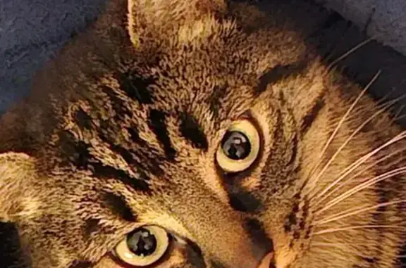 Animaux perdus Bages, photo: Chat perdu, Rue Lann Vihan, 35, Baden - mâle européen de 3 ans