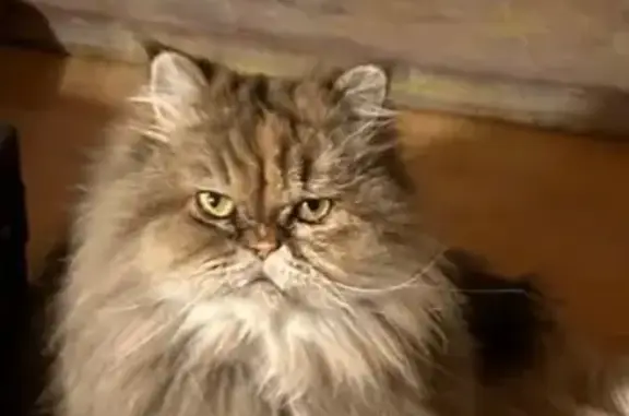 Animaux perdus Châtel, photo: Chat perdu, Rue Nazaire Fournier, Sanary-sur-Mer - femelle persane