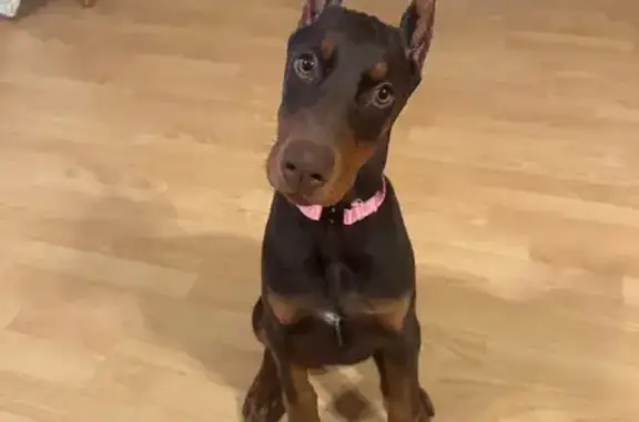 Lost dog, Barney Road, Fort Smith - female with cropped ears - photo