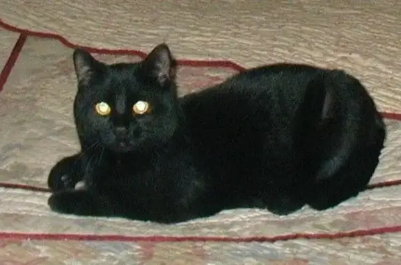 Lost cat, Providence Road, Whitinsville - neutered male with yellow eyes - photo