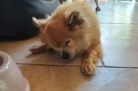 Animaux trouvés Évran, photo: Chien trouvé, Rue de la Villa Romaine, 14, Le Quiou, Évran - désorienté, semble sourd