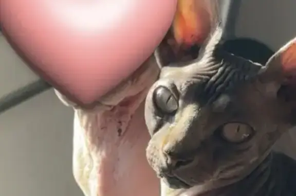 Chat perdu, Blois, photo: Chat perdu, Route des Noirs, Batilly-en-Puisaye - SPHYNX sans poils