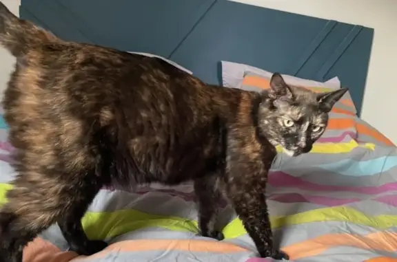 Animaux perdus Angers, photo: Chat perdu, Boulevard de Strasbourg, Angers - Maya, 5 ans, yeux verts