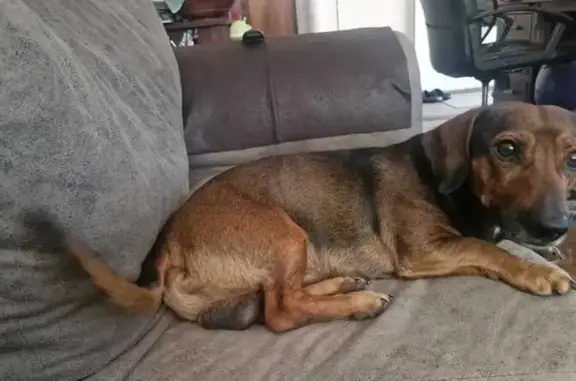 Lost dog, Morgan Avenue, Pretoria - male named Buksie - photo